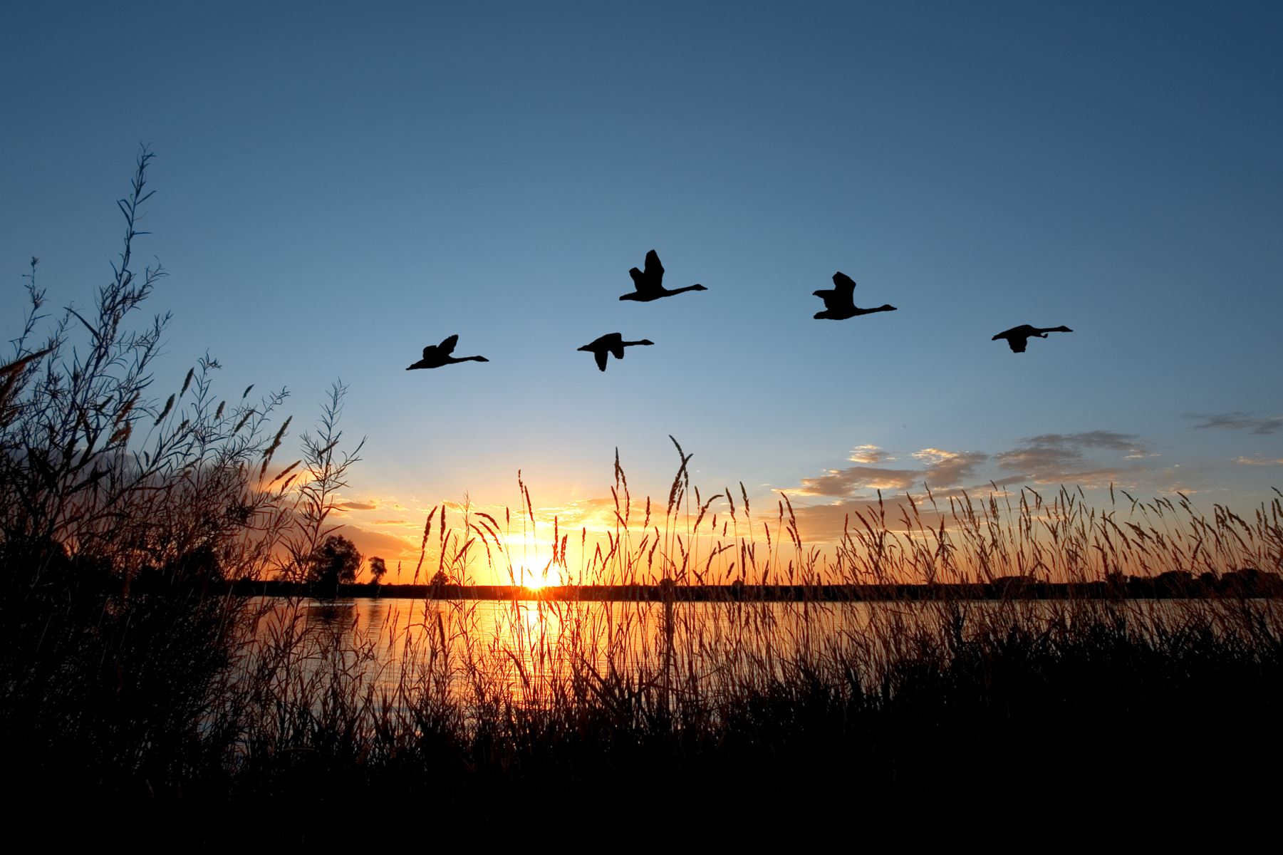 Ducks flying over a pond during sunset